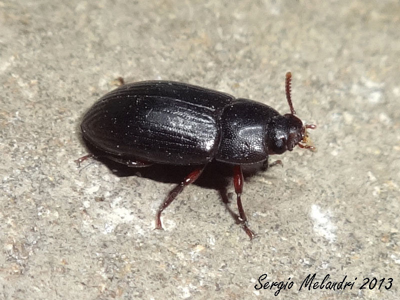 Identificazione - Alphitobius diaperinus (Tenebrionidae)